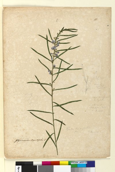 Página 111. Hovea longifolia de John William Lewin
