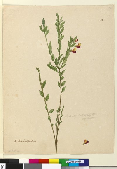 Página 113. Bossiaea heterophylla de John William Lewin