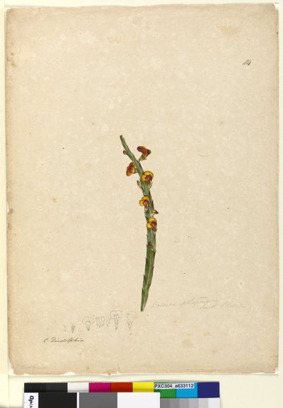 Página 114. Bossiaea scolopendria de John William Lewin