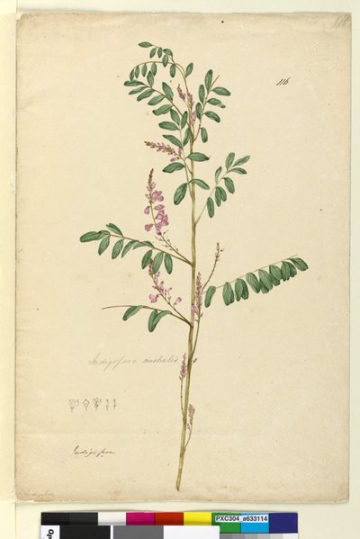 Página 116. Indigofera australis de John William Lewin