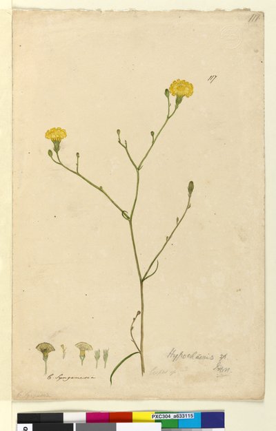 Página 117. Hypochaeris de John William Lewin