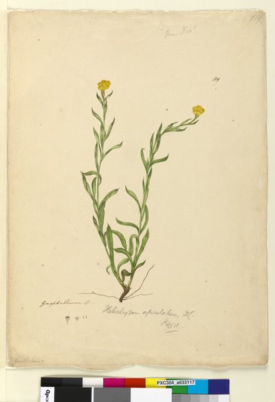 Página 119. Helichrysum apiculatumChrysocephalum apiculatum de John William Lewin