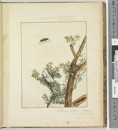 Página 11. Pl.3 Cryptophasa Septosfermi Pultenae Lewin de John William Lewin