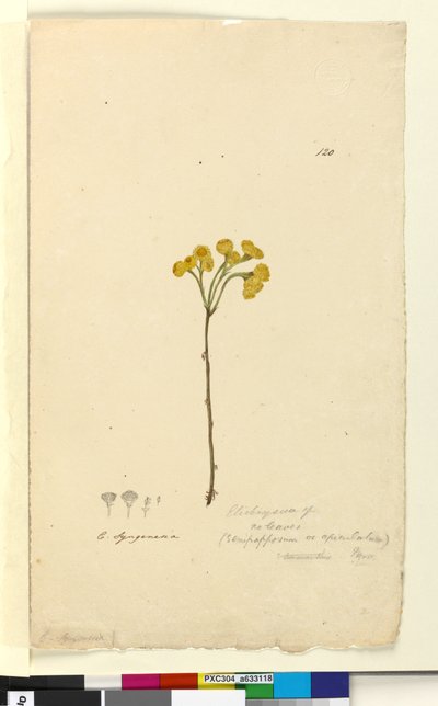 Página 120. Elichrysum de John William Lewin