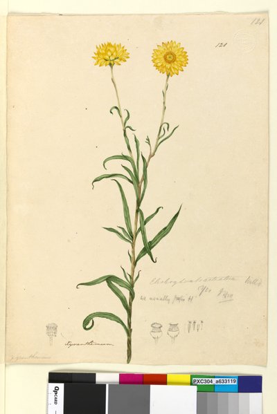 Página 121. Elichrysum bracteatum de John William Lewin