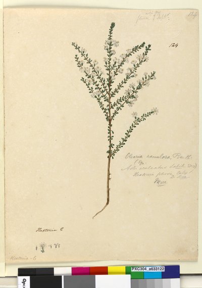 Página 124. Olearia ramulosa de John William Lewin
