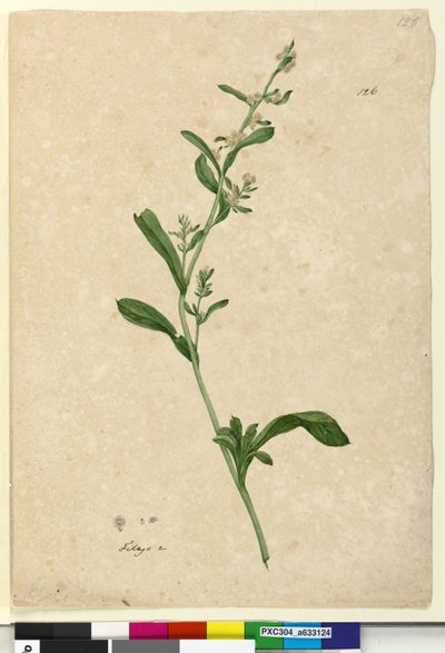 Página 126. Filago de John William Lewin