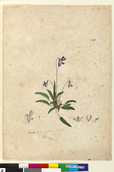 Página 128. Viola betonicifolia de John William Lewin