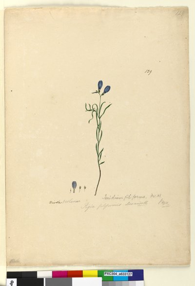 Página 129. Ionidium filiforme, c.1803-06 de John William Lewin