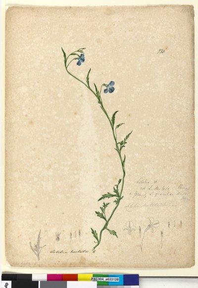 Página 130. Lobelia hostataLobelia gracilis de John William Lewin