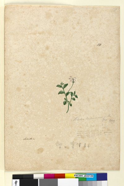 Página 131. Lobelia purpurascens de John William Lewin