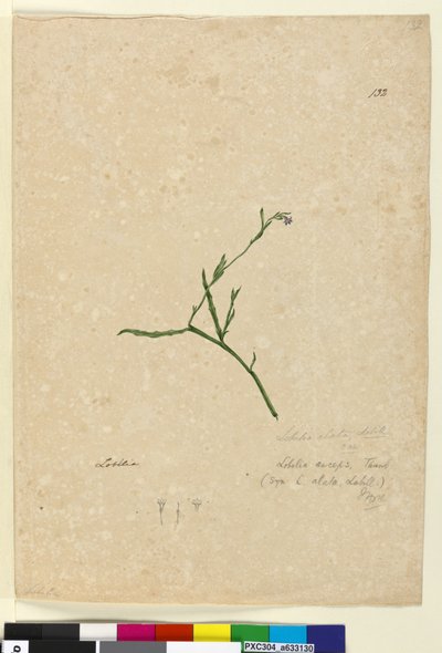 Página 132. Lobelia alata de John William Lewin