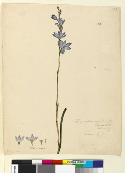 Página 133. Thelymitra ixioides de John William Lewin