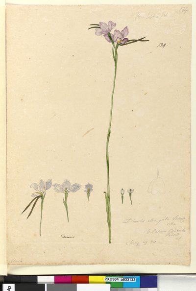 Página 134. Diuris elongata de John William Lewin