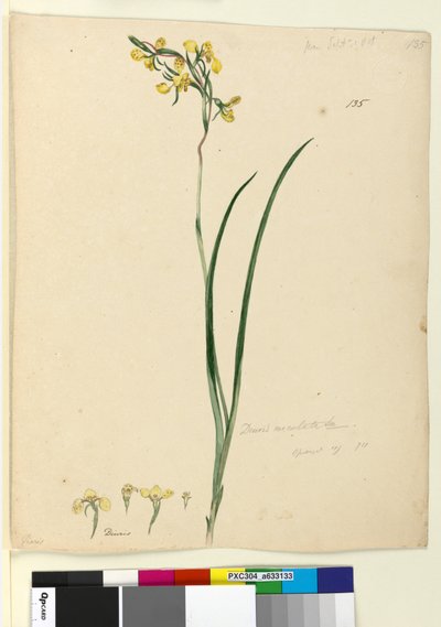 Página 135. Diuris maculata de John William Lewin