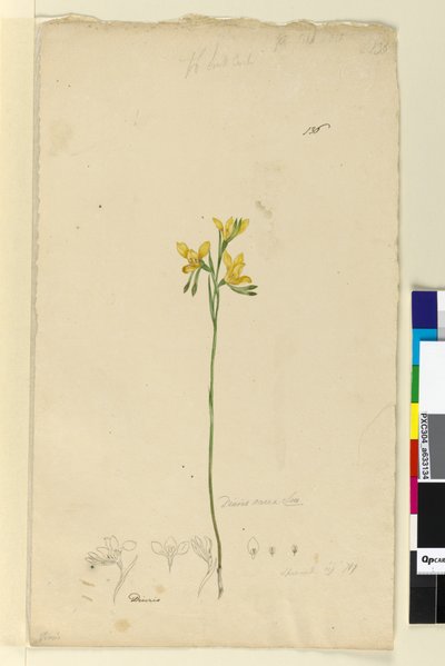 Página 136. Diuris aurea de John William Lewin