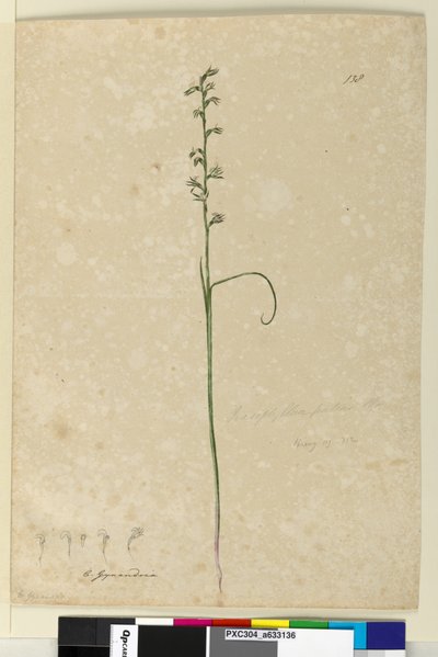 Página 138. Prasophyllum patens de John William Lewin