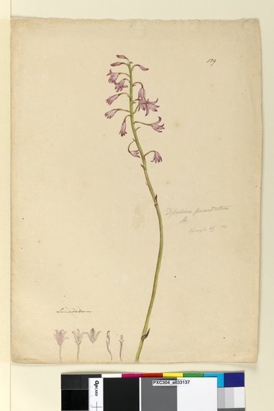 Página 139. Dipodium punctatum de John William Lewin