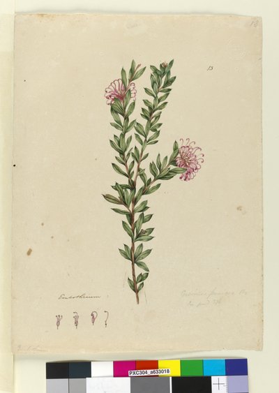 Página 13. Grevillea punicea de John William Lewin