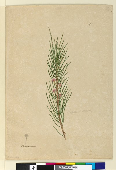 Página 141. Casuarina strictaAllocasuarina verticillata de John William Lewin