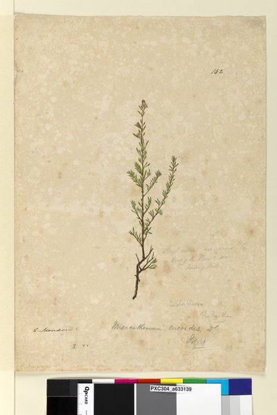 Página 142. Phyllanthus rivularis de John William Lewin