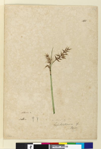Página 143. Lepidosperma de John William Lewin
