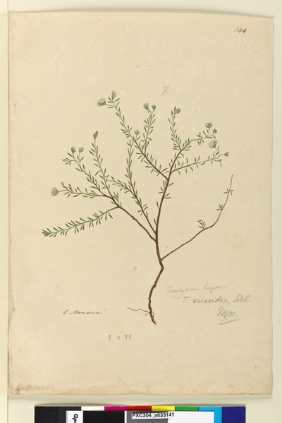 Página 144. Trachymene linearis de John William Lewin