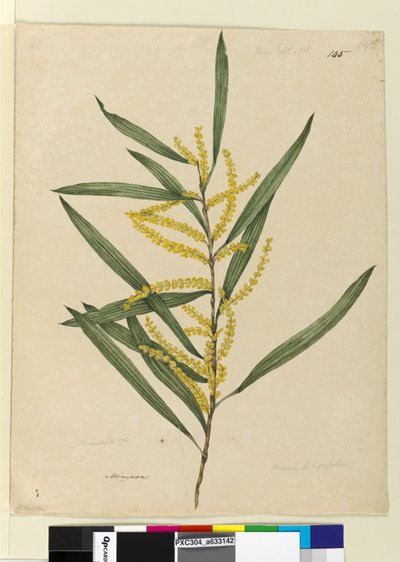 Página 145. Acacia longifolia de John William Lewin