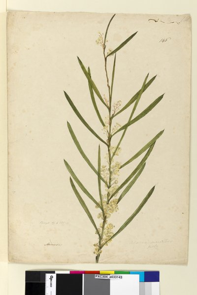 Página 146. Acacia suaveolens de John William Lewin