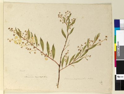 Página 147. Acacia myrtifolia de John William Lewin