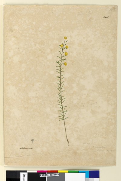 Página 148. Acacia aciculares, c.1803-06 de John William Lewin