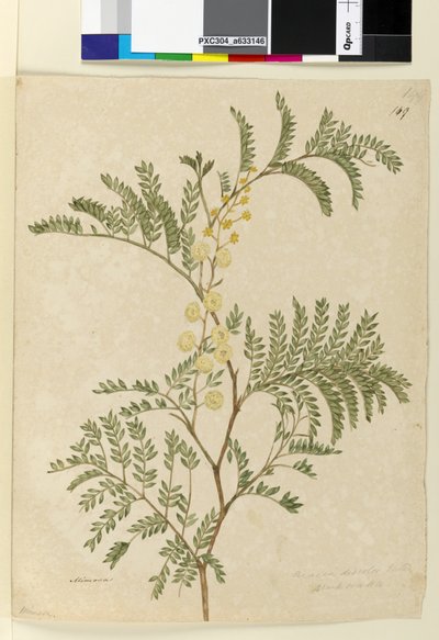 Página 149. Acacia discolor Acacia terminalis de John William Lewin