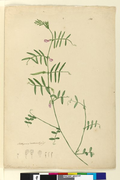 Página 150. Lathyrus de John William Lewin