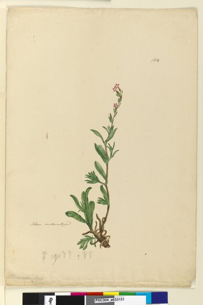 Página 154. Silene naturalizada de John William Lewin
