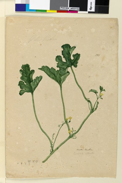 Página 155. Sandía de John William Lewin