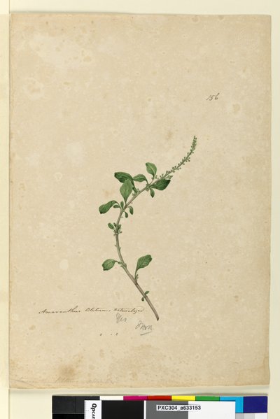 Página 156. Amaranthus Blitum de John William Lewin