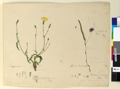 Página 157. Hardenbergia monophylla Hardenbergia violacea; 158. Hypochaeris de John William Lewin