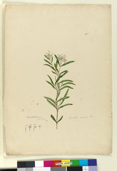 Página 15. Grevillea sericea de John William Lewin