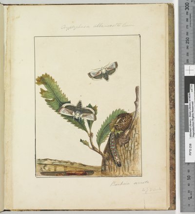 Página 15. Pl.4 Cryptophasa alba, costa Lewin de John William Lewin
