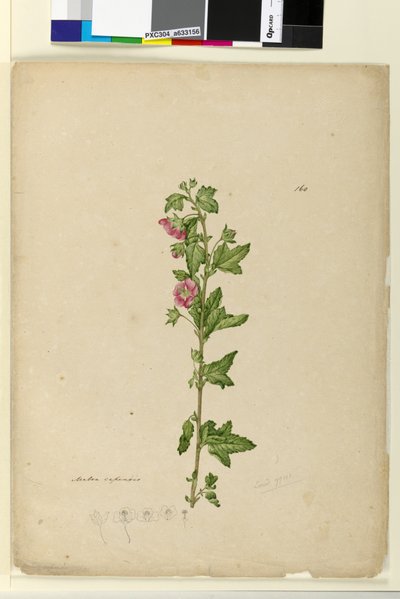 Página 160. Malva capensis de John William Lewin