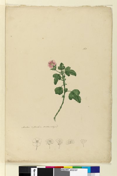 Página 161. Malva capensis de John William Lewin