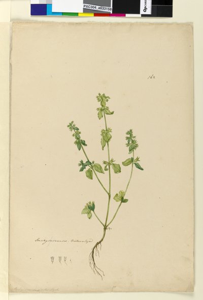 Página 162. Stachys arvensis de John William Lewin
