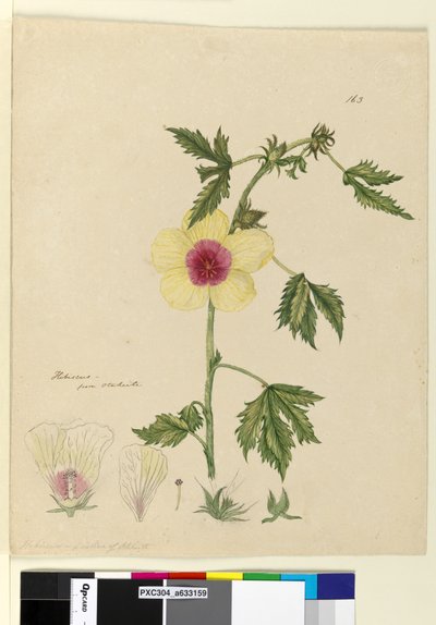 Página 163. Hibiscus de John William Lewin
