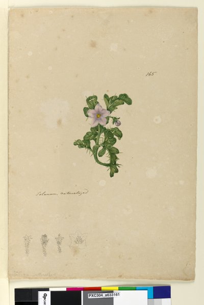 Página 165. Solanum naturalizada de John William Lewin