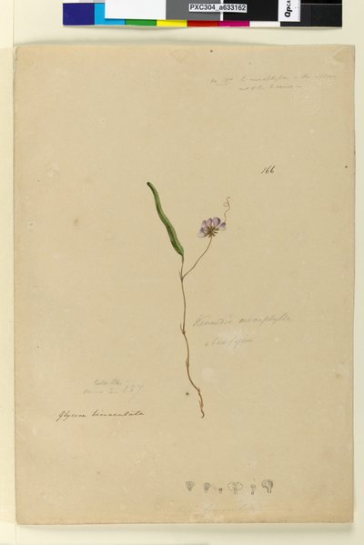 Página 166. Kennedia monophylla Hardenbergia violacea de John William Lewin