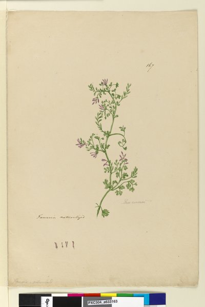 Página 167. Fumaria naturalizada de John William Lewin
