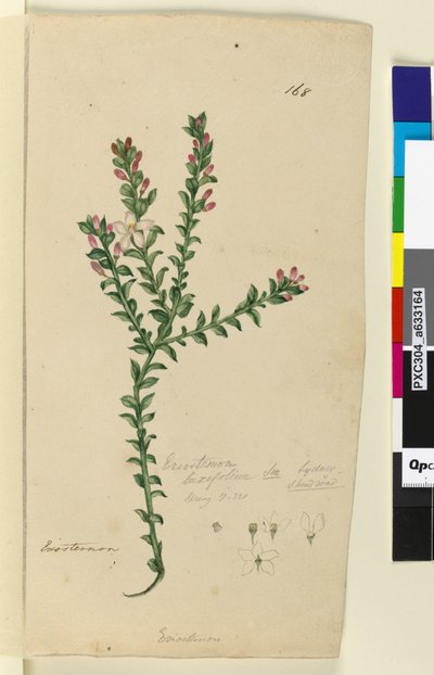 Página 168. Eriostemon buxifolium de John William Lewin