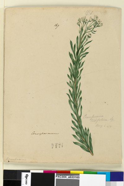 Página 169. Conospermum taxifolium de John William Lewin