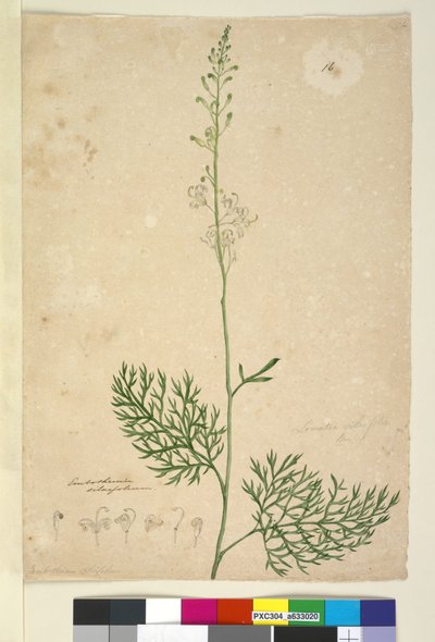 Página 16. Lomatia silaifolia de John William Lewin