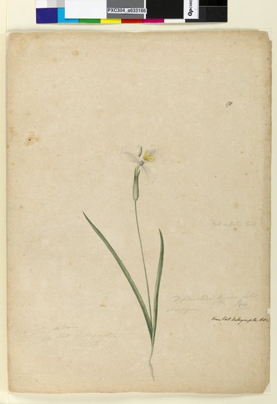 Página 170. Diplarrhena moraea, c.1803-06 de John William Lewin
